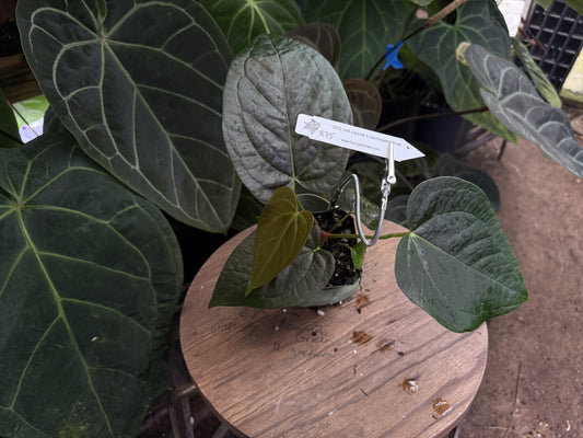 Anthurium SKG red crystal F2 x cerrocampense