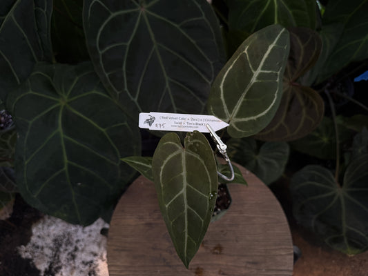 Anthurium ("Red Velvet Cake" x "Zara") x ("Cinnamon Swirl" x "Tim's Black")