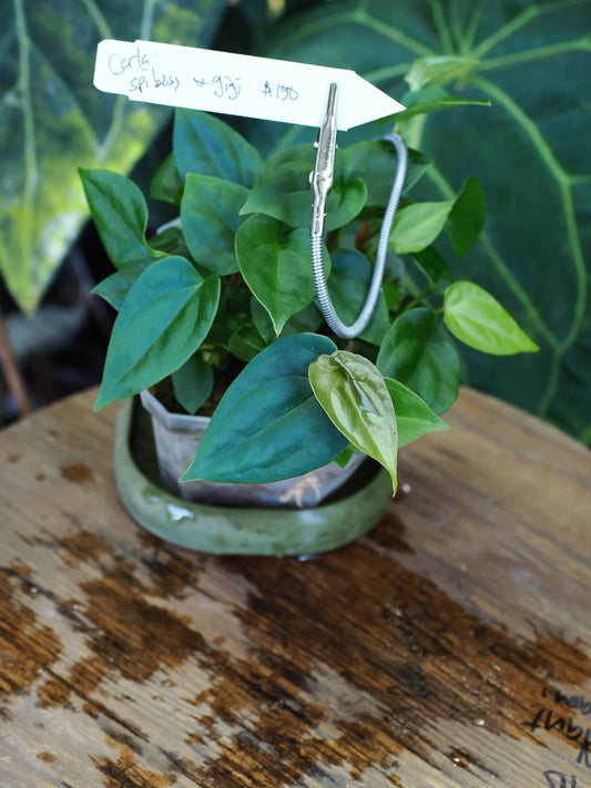 Anthurium (carlablackiae x aff besseae "Spider") x nigrolaminum "Gigi"