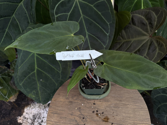 Anthurium (portillae x antolakii) x antolakii