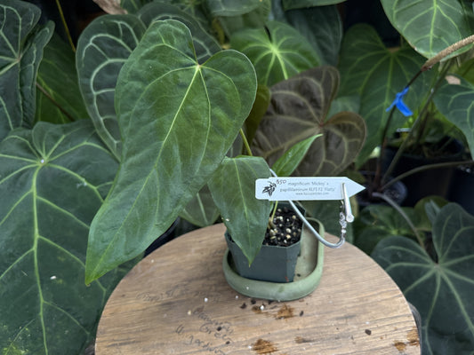 Anthurium magnificum 'Mickey' x papillilaminum "Flatty"