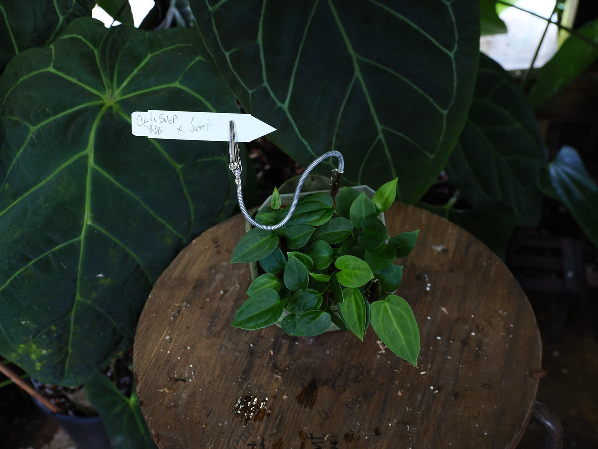 Anthurium [(carlablackiae x antolakii) x "Big Black Block"] x "Jarrett"