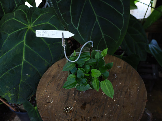 Anthurium [(carlablackiae x antolakii) x "Big Black Block"] x "Jarrett"