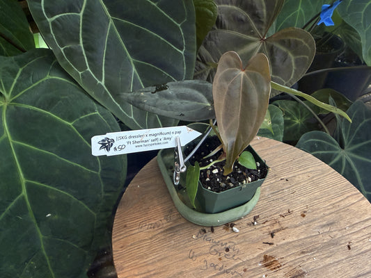 Anthurium [(SKG dressleri x magnificum) x papillilaminum Ft Sherman self] x 'Amy'