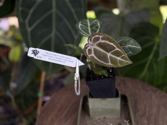 Anthurium "Wonder Boy A" x "Ketchup Socks"