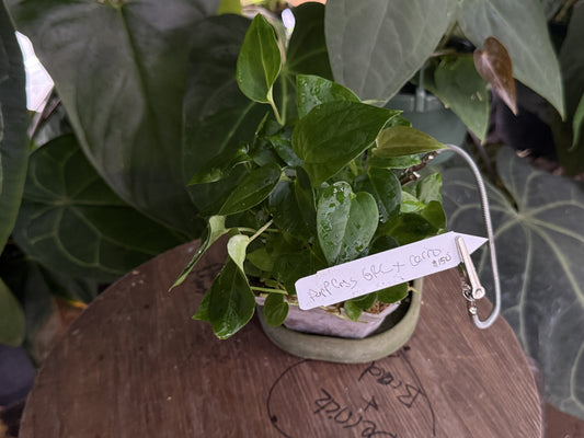 Anthurium [(purple crystal x magnificum) x (Greige x red crystal)] x cerrocampense