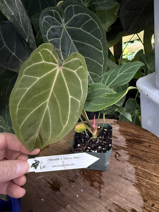 Anthurium ("Michelle" x "Zara") x 'Amy'