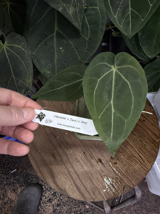 Anthurium ("Michelle" x "Zara") x 'Amy'