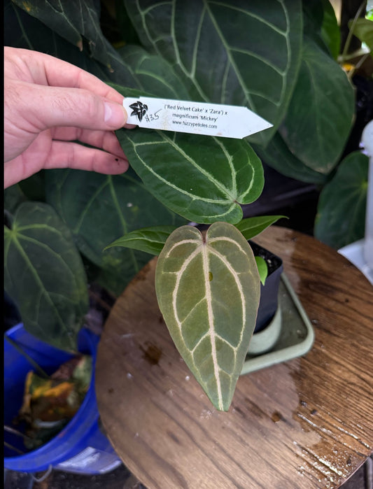 Anthurium ("Red Velvet Cake" x "Zara") x magnificum "Mickey"
